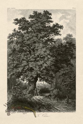 Hoefer Tree 10